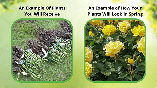 before and after shrubs