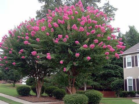 Shop sale on Pink Crepe Myrtles at TN Nursery 