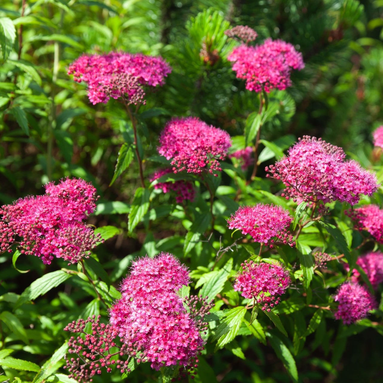 Shop Pink Spirea Shrub online at TN Nursery