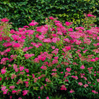 Shop sale on Pink Spirea Shrub online at TN Nursery 