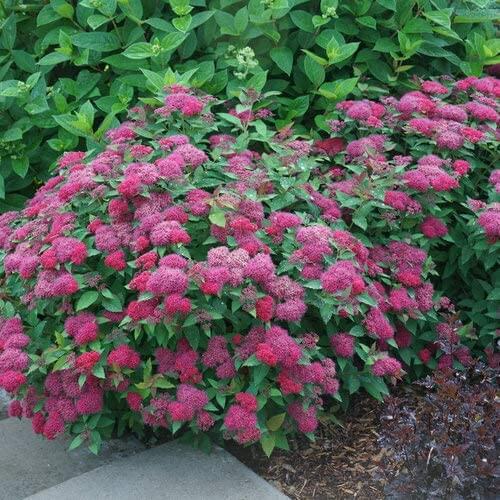 Buy 1 get 1 free sale on Pink Spirea Shrub online at TN Nursery 