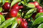 Shop Plum Fruit Tree online at TN Nursery 