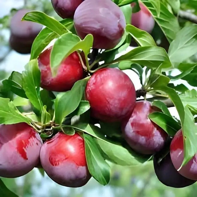 Buy 1 get 1 free sale on Plum Fruit Tree online at TN Nursery 