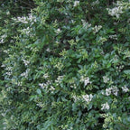 Buy Privet Hedge Plant online at TN Nursery 