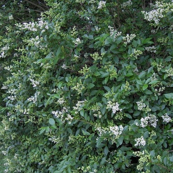 Buy Privet Hedge Plant online at TN Nursery 