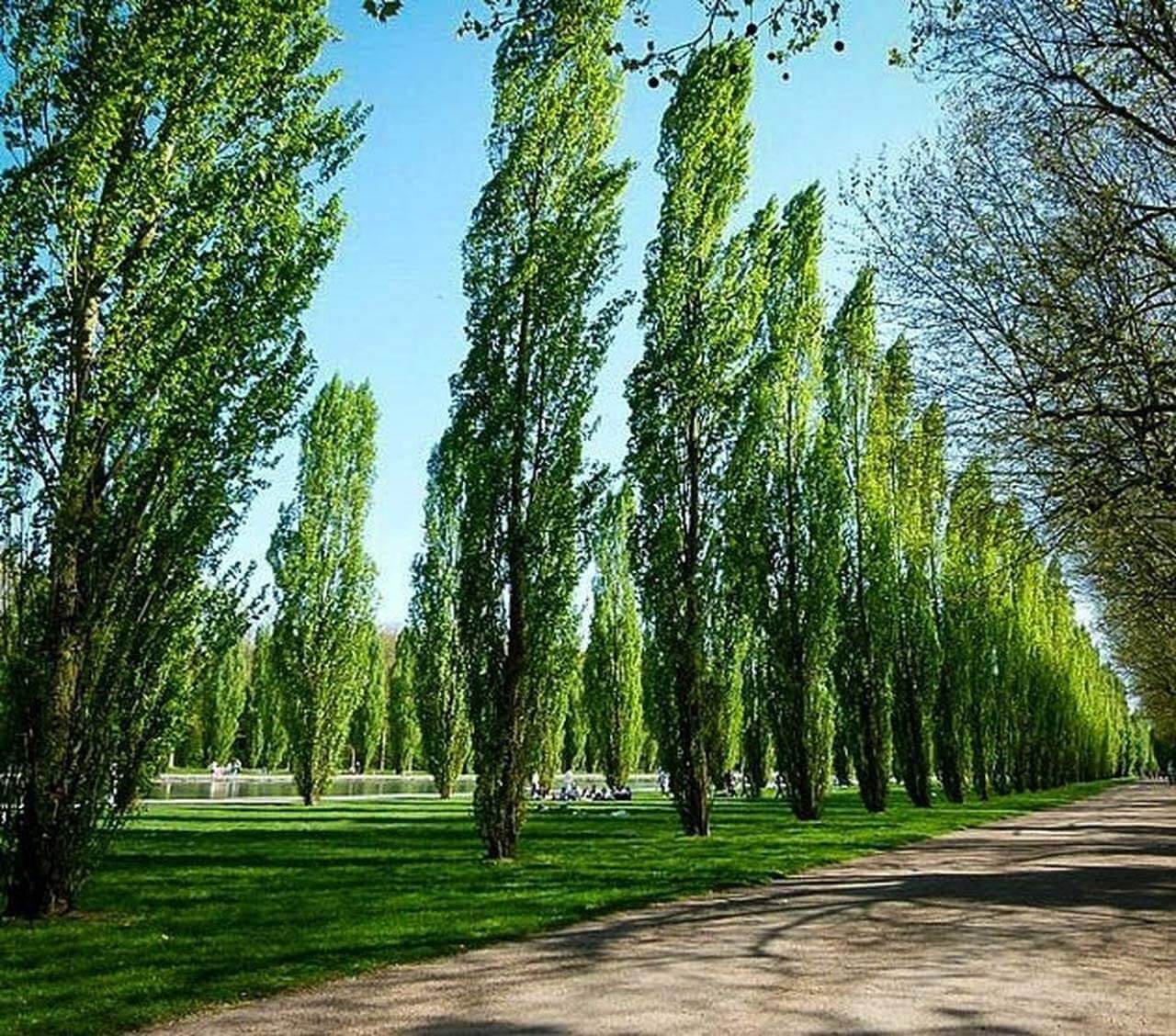 A line of Lombardy Poplar trees along a pathway in a park, with green foliage and a clear blue sky in the background.