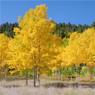 A grove of Quaking Aspen trees with bright yellow fall foliage in a clearings, with green trees in the background.