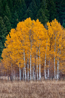 Quaking Aspen Tree