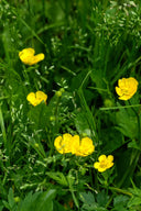 Ranunculus Repens Plant