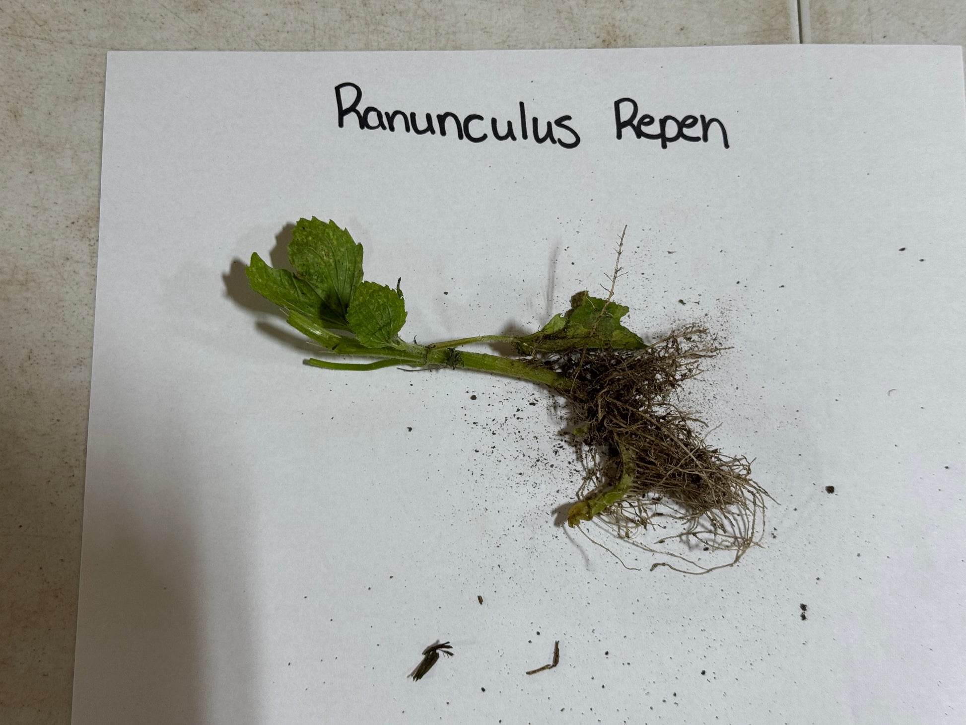 Plant sample labeled 'Ranunculus repen' on a white sheet of paper.