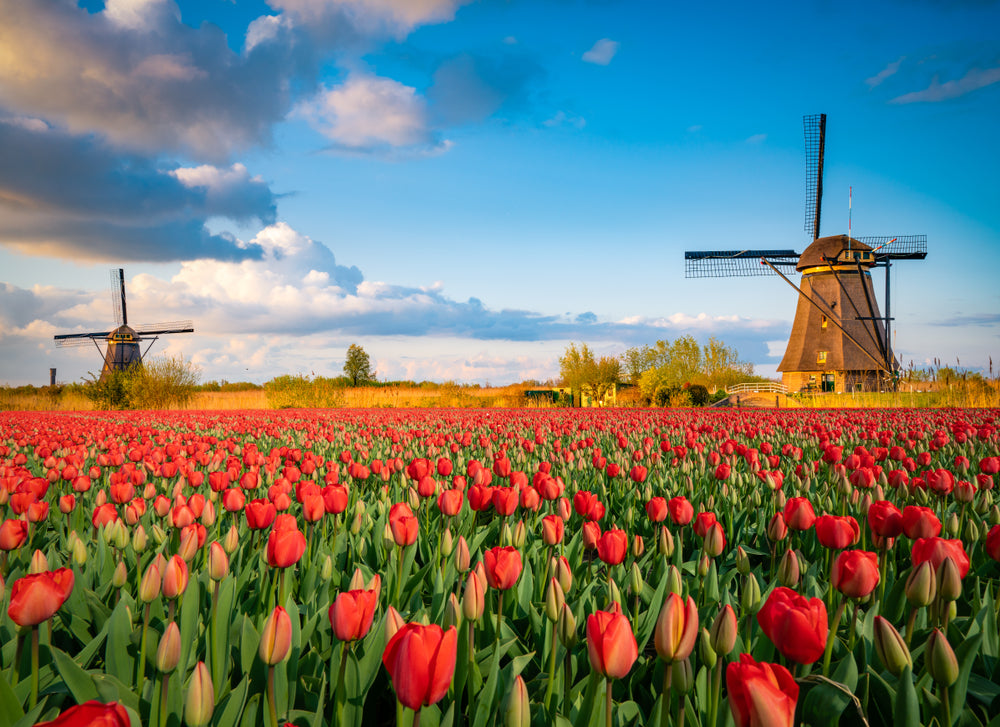 Red Tulip