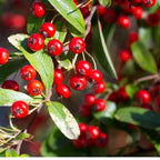 Shop Red Chokeberry online at TN Nursery