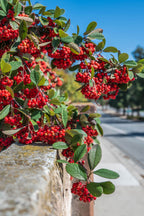 Buy 1 get 1 free sale on Red Chokeberry online at TN Nursery