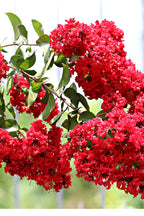 Buy 1 get 1 free sale on Red Crepe Myrtle Shrub online at TN Nursery
