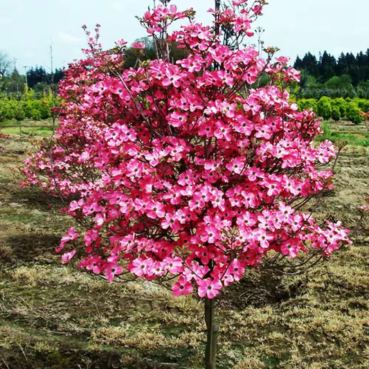 Red Dogwood Tree