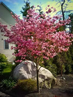 Shop sale on Red Dogwood Tree online at TN Nursery