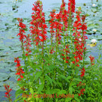 Red Hot Trio vibrant red cardinal lobelia flowers in pond setting