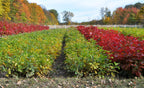 Shop Red Maple Tree Seedlings online at TN Nursery