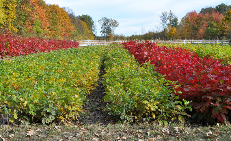 Shop Red Maple Tree Seedlings online at TN Nursery