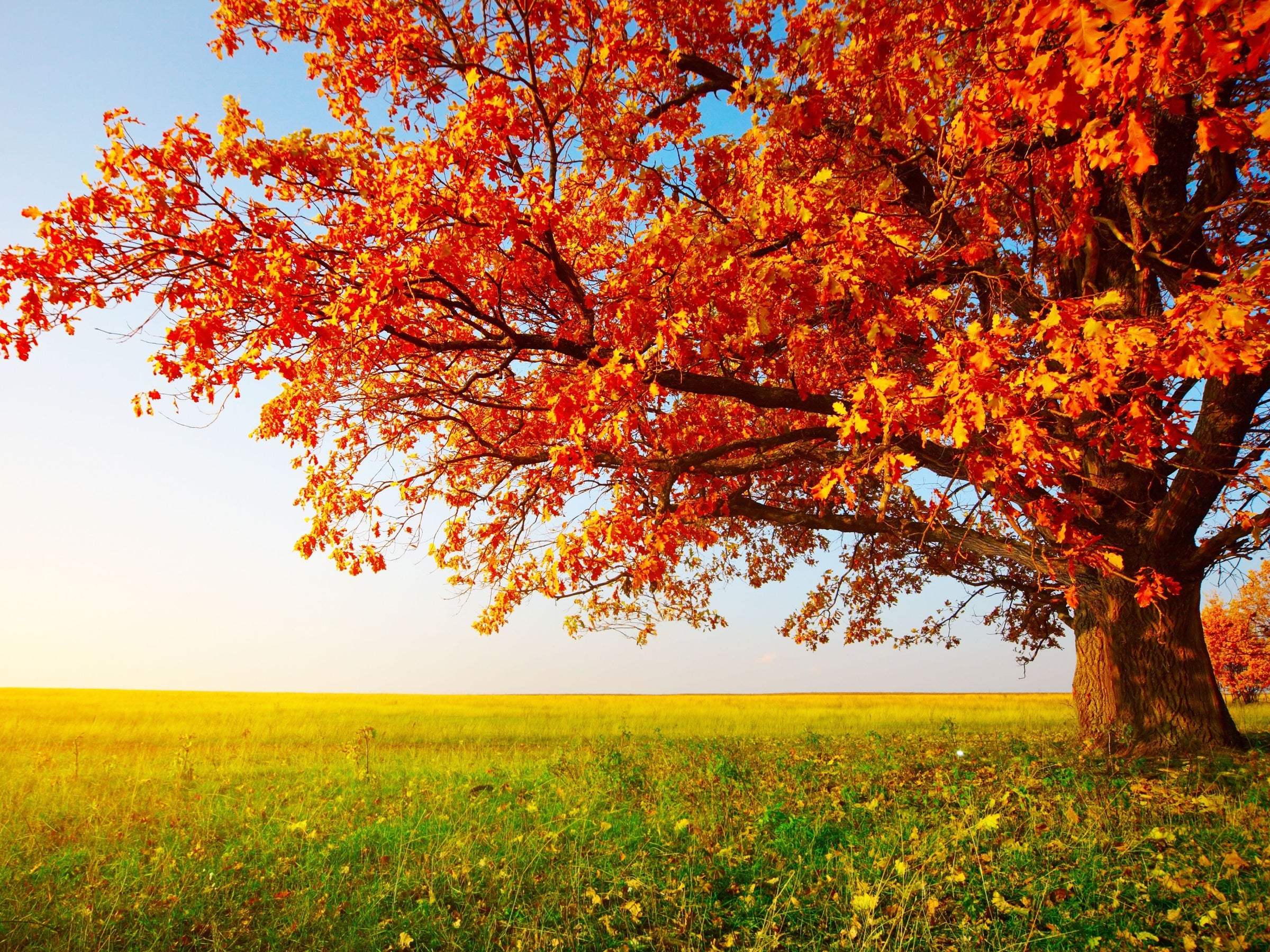 Red Maple tree with vibrant orange and red autumn leaves spreading over a sunny meadow – Acer rubrum from TN Nursery.