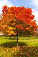 Buy 1 get 1 free sale on Red Oak Trees online at TN Nursery