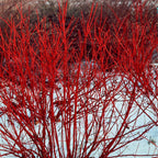 Shop Red Osier Dogwood Shrub online at TN Nursery