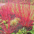Buy 1 get 1 free sale on Red Osier Dogwood Shrub online at TN Nursery