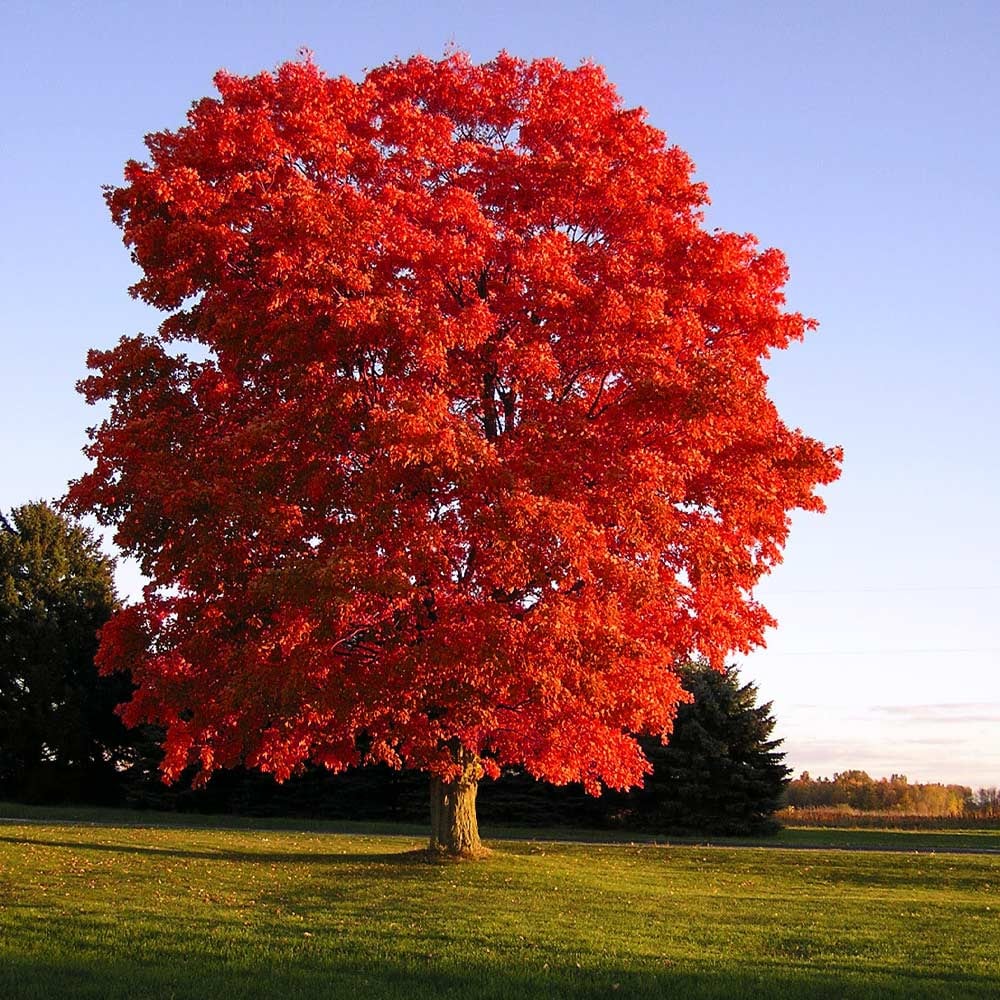 Red Sunset Maple Teee - TN Nursery
