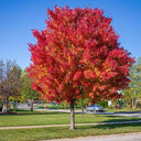 Red Sunset Maple Tree