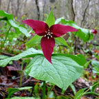 Buy 1 get 1 free sale on Red Wake Robin Trillium online at TN Nursery