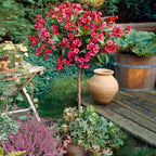 Shop Red Weigela online at TN Nursery