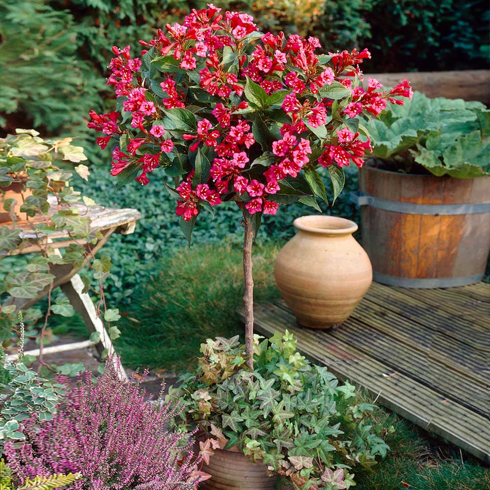 Shop Red Weigela online at TN Nursery