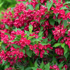 Shop Red Weigela online at TN Nursery