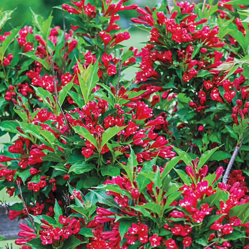 Buy 1 get 1 free sale on Red Weigela at TN Nursery 