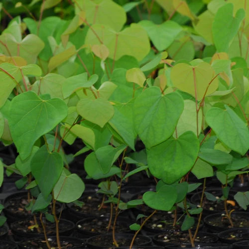 Buy Redbud Seedlings online at TN Nursery
