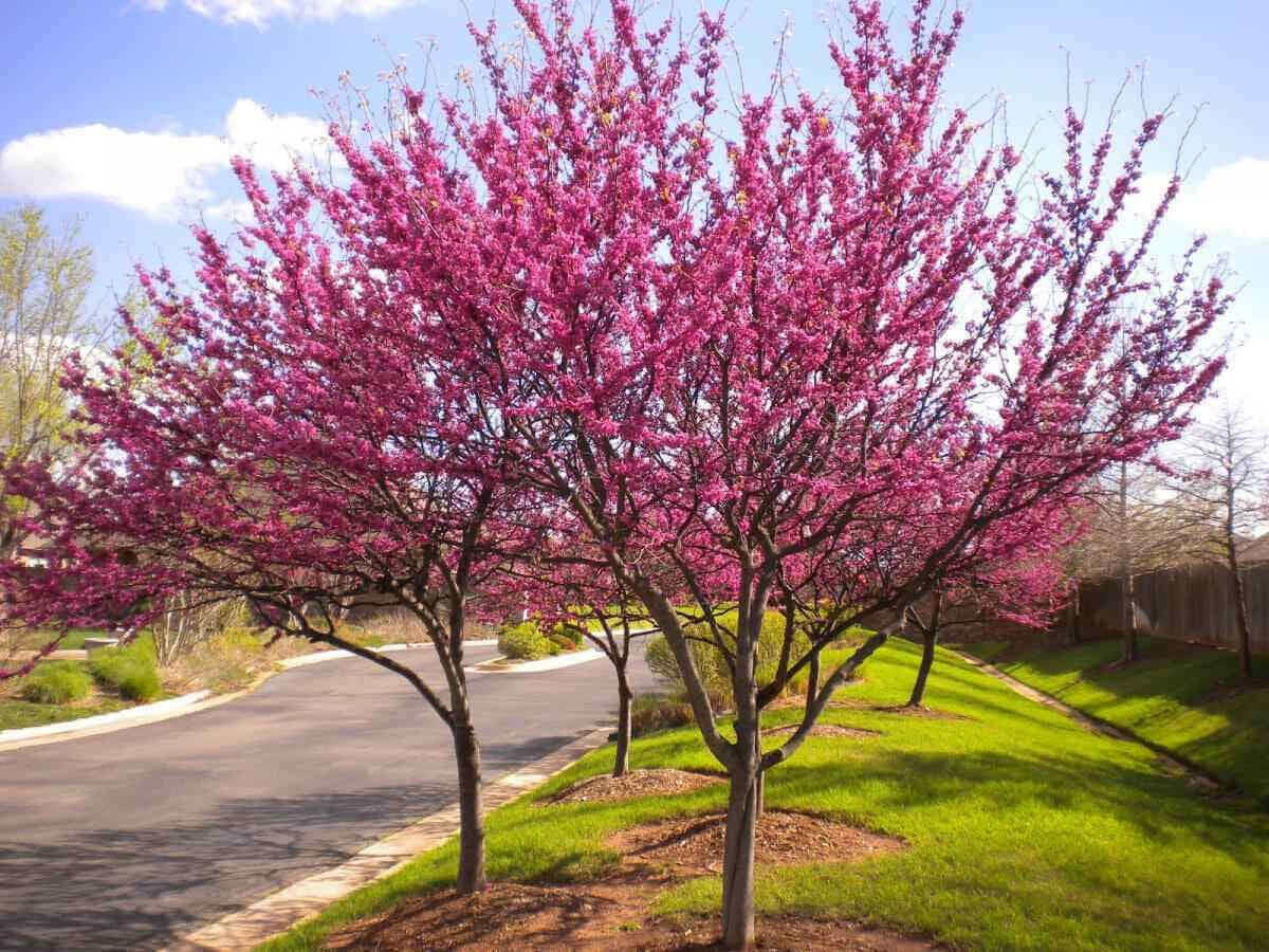 Shop sale on Redbud Seedlings online at TN Nursery