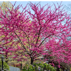 Shop sale on Redbud Tree online at TN Nursery