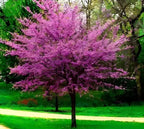 Buy Redbud Tree online at TN Nursery