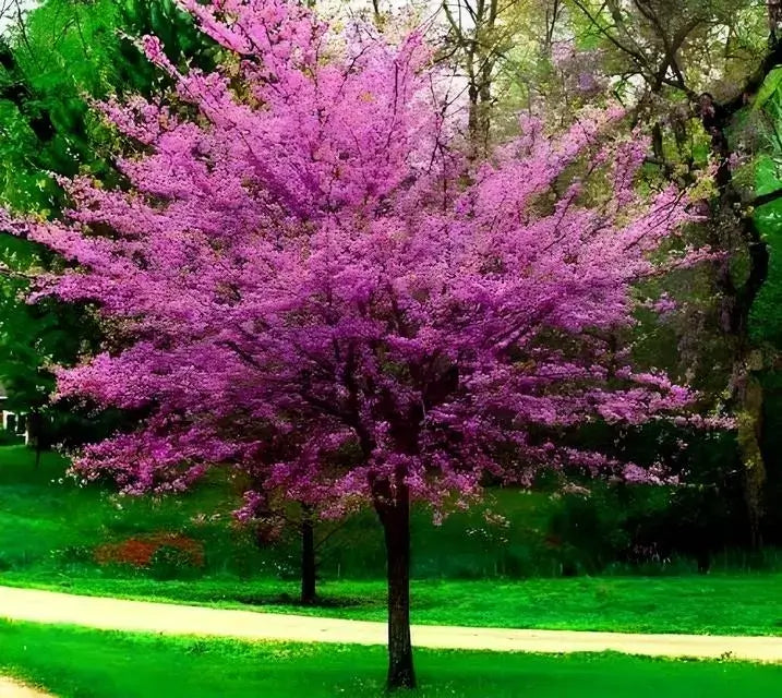 Buy Redbud Tree online at TN Nursery