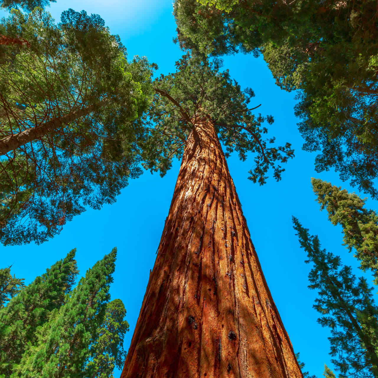 Redwood Tree With Green Foliage