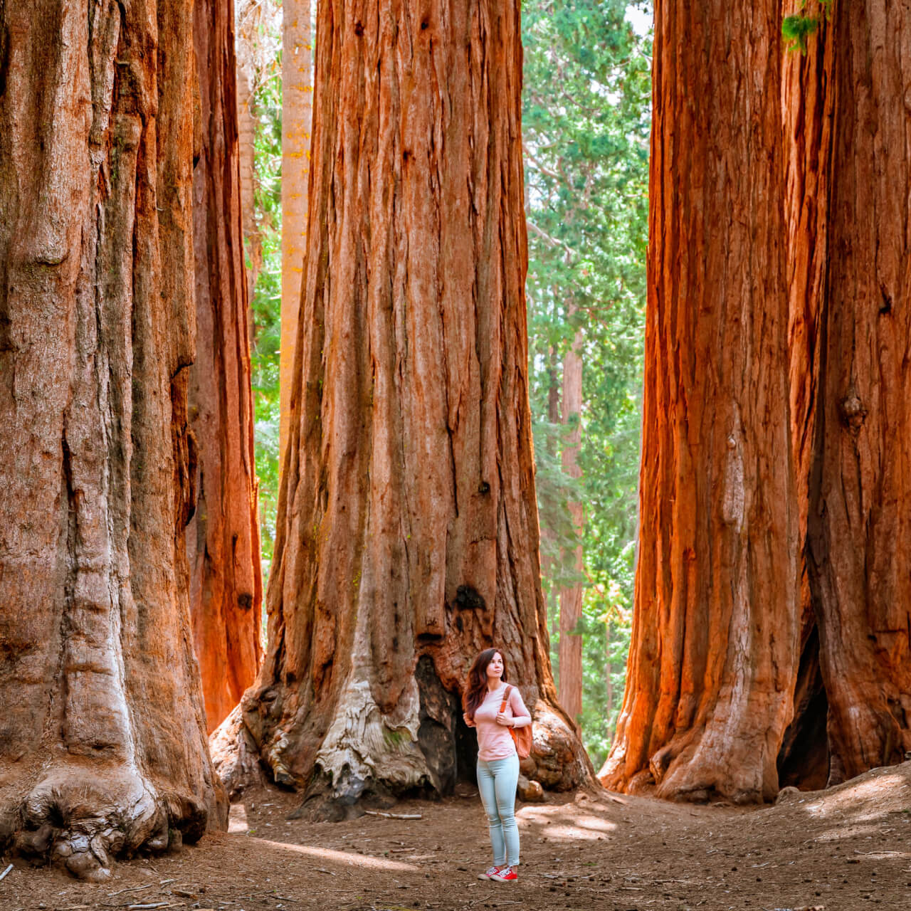 Tall Stunning Redwood Tree  