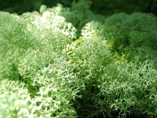 Vibrant Green Reindeer Moss