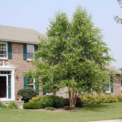 A River Birch Tree with green foliage and exfoliating bark, in front of a residential house with well-manicured lawn and garden beds.