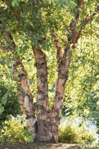 Buy River Birch Live Stakes online at TN Nursery