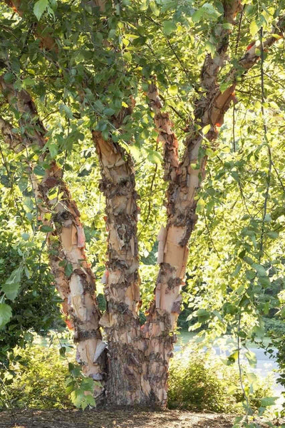 Buy River Birch Live Stakes online at TN Nursery