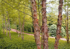Shop sale on River Birch Live Stakes online at TN Nursery