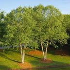 Shop sale on River Birch Tree online at TN Nursery