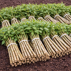 Shop Roughleaf Dogwood Live Stakes online at TN Nursery