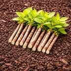 Buy Roughleaf Dogwood Live Stakes online at TN Nursery