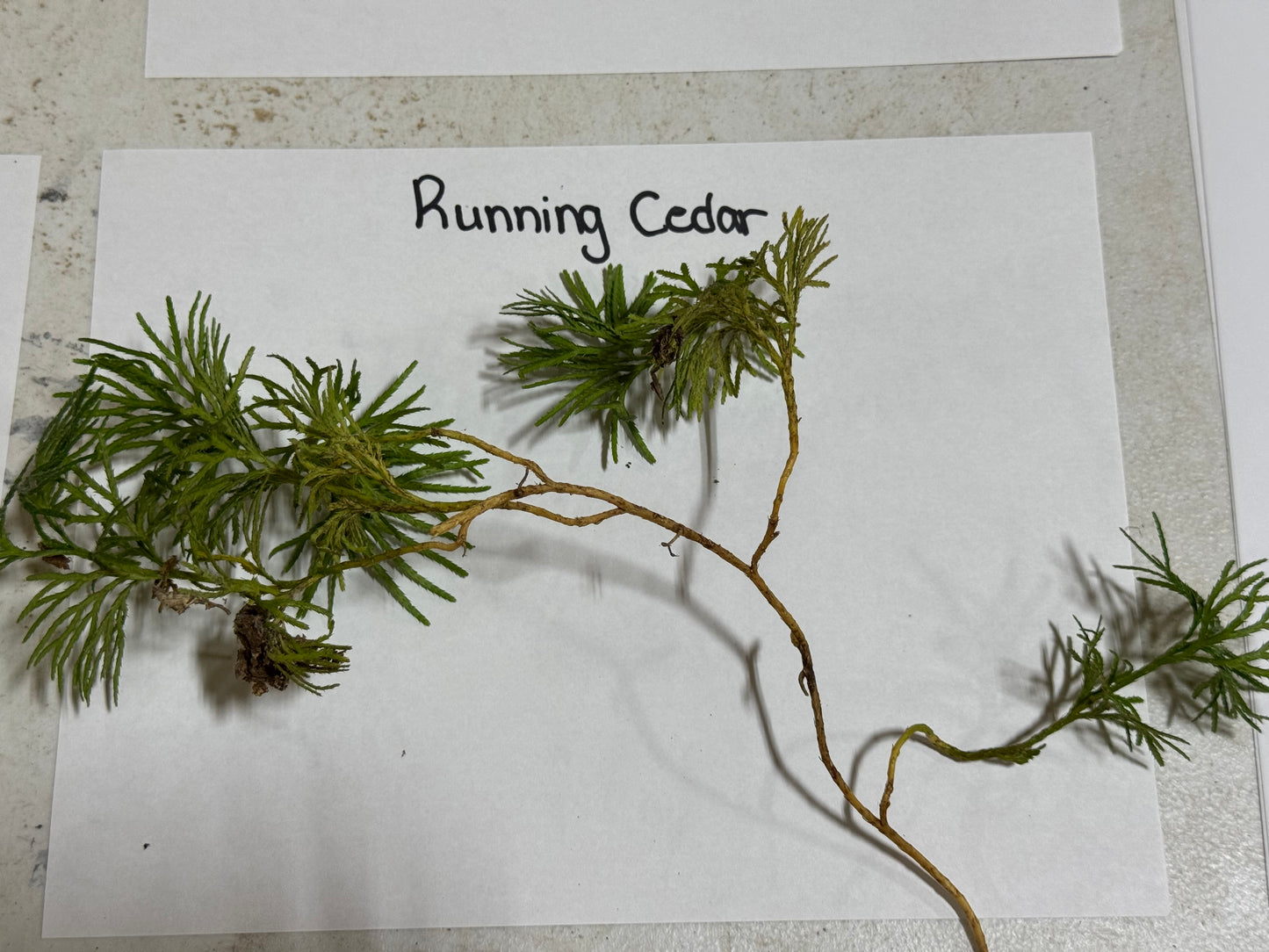 Branch of 'Running Cedar' on a white paper with a gray background